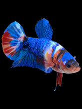 Load image into Gallery viewer, Female Halfmoon Plakat - Multicolor #2146 - Live Betta Fish
