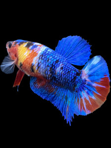 Female Halfmoon Plakat - Multicolor #2146 - Live Betta Fish