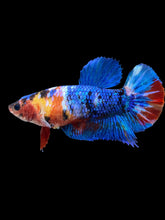 Load image into Gallery viewer, Female Halfmoon Plakat - Multicolor #2146 - Live Betta Fish
