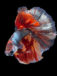 Male Halfmoon - Nemo Copper #2147 - Live Betta Fish