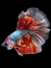 Load image into Gallery viewer, Male Halfmoon - Nemo Copper #2147 - Live Betta Fish
