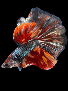 Male Halfmoon - Nemo Copper #2147 - Live Betta Fish