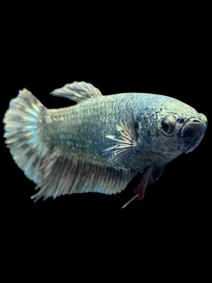 GIANT Female Halfmoon Plakat - Copper #2148 Live Betta Fish