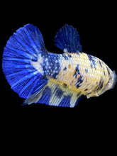 Load image into Gallery viewer, Female Halfmoon Plakat - Candy #2149 - Live Betta Fish
