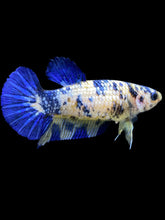 Load image into Gallery viewer, Female Halfmoon Plakat - Candy #2149 - Live Betta Fish

