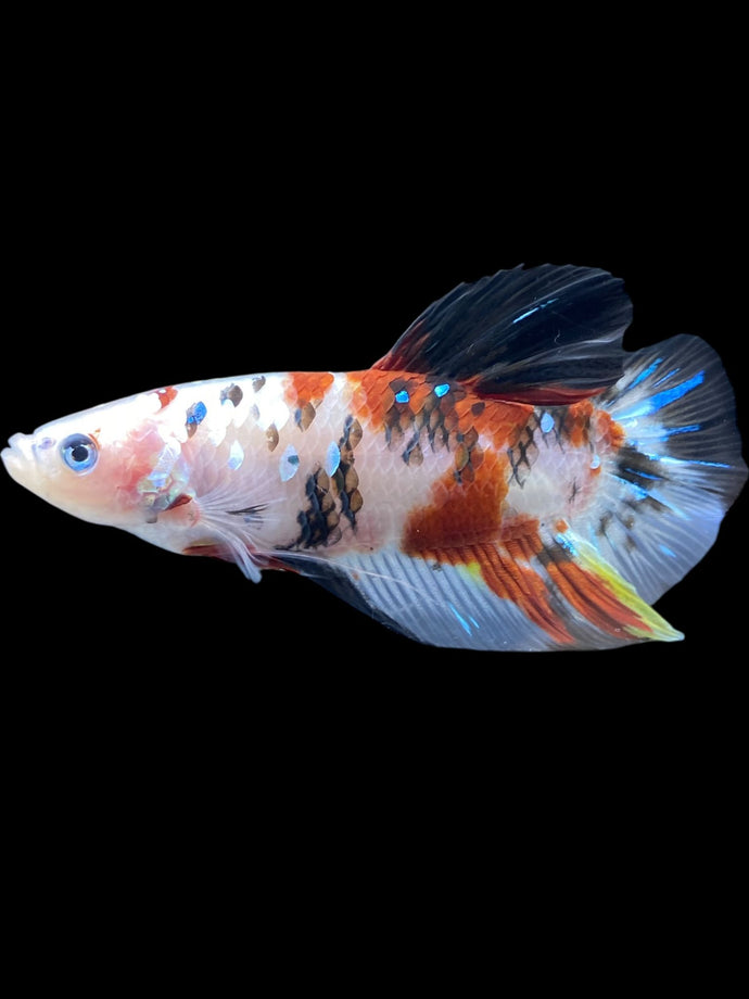 GIANT Male Halfmoon Plakat - Galaxy #2150 - Live Betta Fish