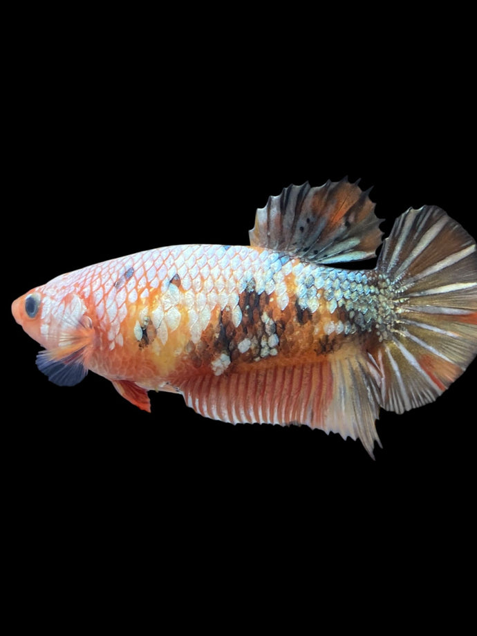 Female Halfmoon Plakat - Candy Copper #2152 - Live Betta Fish