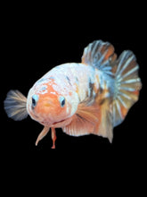 Load image into Gallery viewer, Female Halfmoon Plakat - Candy Copper #2152 - Live Betta Fish
