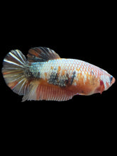 Load image into Gallery viewer, Female Halfmoon Plakat - Candy Copper #2152 - Live Betta Fish
