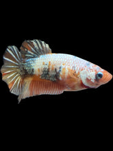 Load image into Gallery viewer, Female Halfmoon Plakat - Candy Copper #2152 - Live Betta Fish
