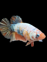 Load image into Gallery viewer, Female Halfmoon Plakat - Candy Copper #2152 - Live Betta Fish
