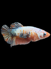 Load image into Gallery viewer, Female Halfmoon Plakat - Candy Copper #2152 - Live Betta Fish
