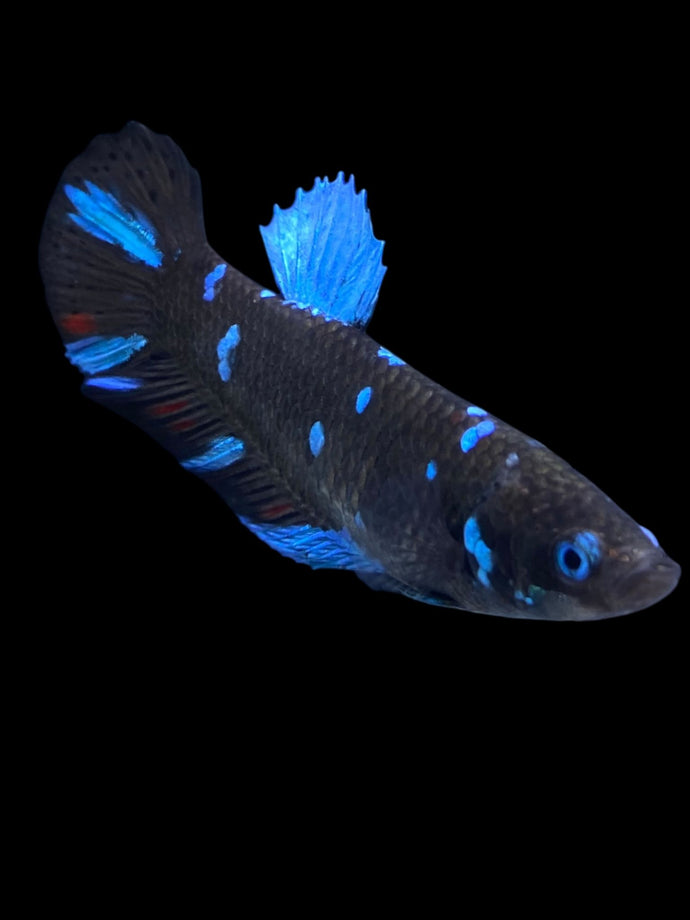 Female Halfmoon Plakat - Blue Avatar #2153 - Live Betta Fish
