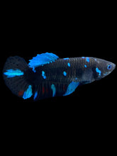 Load image into Gallery viewer, Female Halfmoon Plakat - Blue Avatar #2153 - Live Betta Fish
