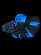 Load image into Gallery viewer, Female Halfmoon Plakat - Blue Avatar #2153 - Live Betta Fish
