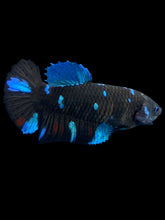 Load image into Gallery viewer, Female Halfmoon Plakat - Blue Avatar #2153 - Live Betta Fish
