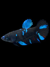 Load image into Gallery viewer, Female Halfmoon Plakat - Blue Avatar #2153 - Live Betta Fish
