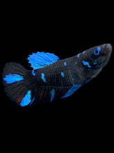 Load image into Gallery viewer, Female Halfmoon Plakat - Blue Avatar #2153 - Live Betta Fish
