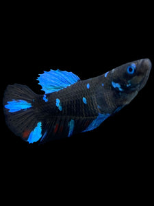 Female Halfmoon Plakat - Blue Avatar #2153 - Live Betta Fish