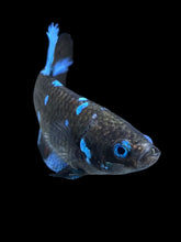 Load image into Gallery viewer, Female Halfmoon Plakat - Blue Avatar #2153 - Live Betta Fish

