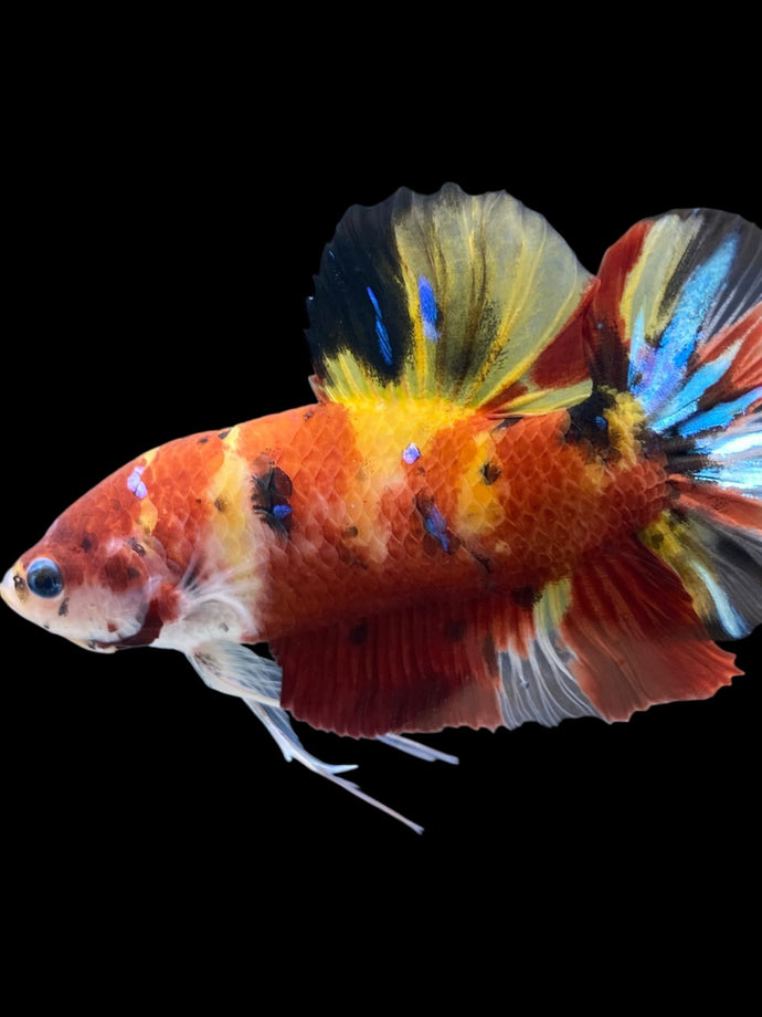 GIANT Male Halfmoon Plakat - Nemo Galaxy #2154 - Live Betta Fish