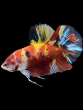Load image into Gallery viewer, GIANT Male Halfmoon Plakat - Nemo Galaxy #2154 - Live Betta Fish

