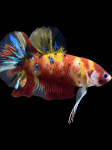 GIANT Male Halfmoon Plakat - Nemo Galaxy #2154 - Live Betta Fish
