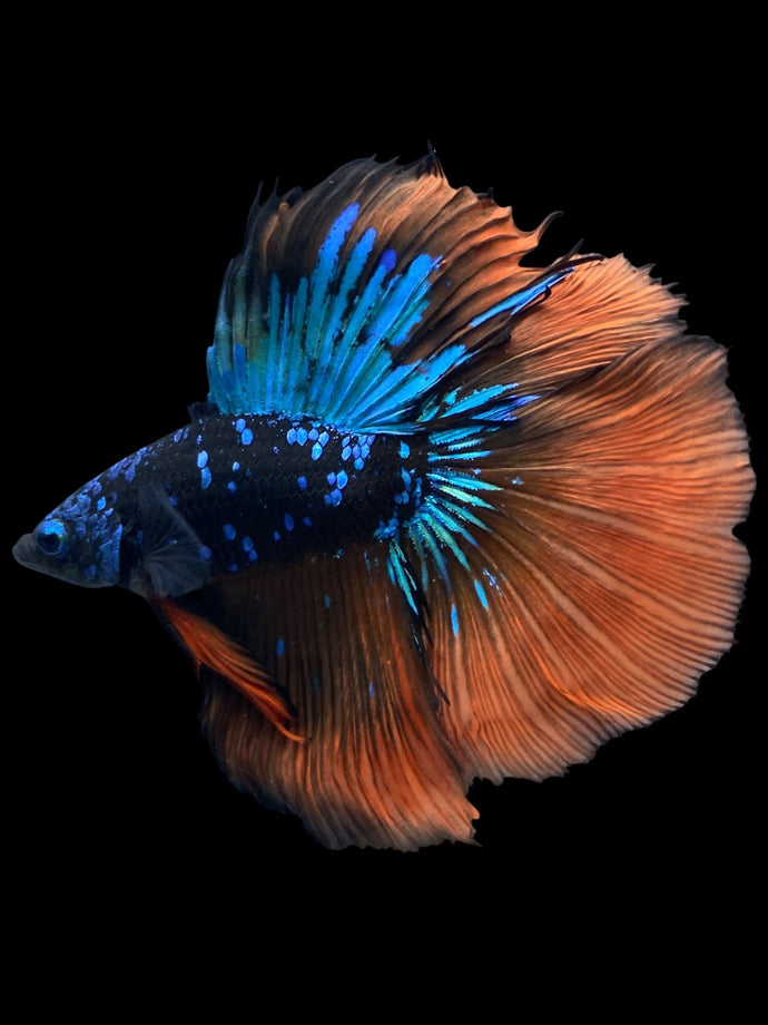 Male Fullmoon - Blue Avatar Orange Tail #2155 - Live Betta Fish