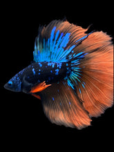Load image into Gallery viewer, Male Fullmoon - Blue Avatar Orange Tail #2155 - Live Betta Fish
