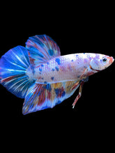 Load image into Gallery viewer, GIANT Male Halfmoon Plakat - Unicorn #2156 - Live Betta Fish
