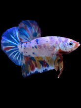 Load image into Gallery viewer, GIANT Male Halfmoon Plakat - Unicorn #2156 - Live Betta Fish
