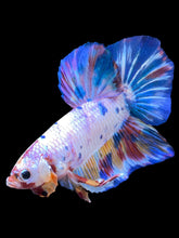 Load image into Gallery viewer, GIANT Male Halfmoon Plakat - Unicorn #2156 - Live Betta Fish
