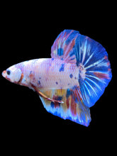 Load image into Gallery viewer, GIANT Male Halfmoon Plakat - Unicorn #2156 - Live Betta Fish
