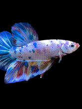 Load image into Gallery viewer, GIANT Male Halfmoon Plakat - Unicorn #2156 - Live Betta Fish
