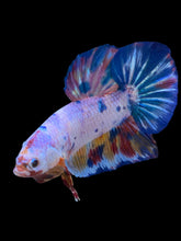 Load image into Gallery viewer, GIANT Male Halfmoon Plakat - Unicorn #2156 - Live Betta Fish
