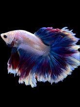 Load image into Gallery viewer, Male Rosetail - Two Tone #2159 - Live Betta Fish
