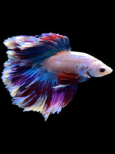 Load image into Gallery viewer, Male Rosetail - Two Tone #2159 - Live Betta Fish
