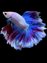 Load image into Gallery viewer, Male Rosetail - Two Tone #2159 - Live Betta Fish
