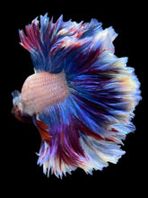Load image into Gallery viewer, Male Rosetail - Two Tone #2159 - Live Betta Fish
