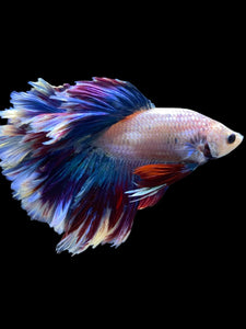 Male Rosetail - Two Tone #2159 - Live Betta Fish