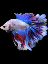 Load image into Gallery viewer, Male Rosetail - Two Tone #2159 - Live Betta Fish
