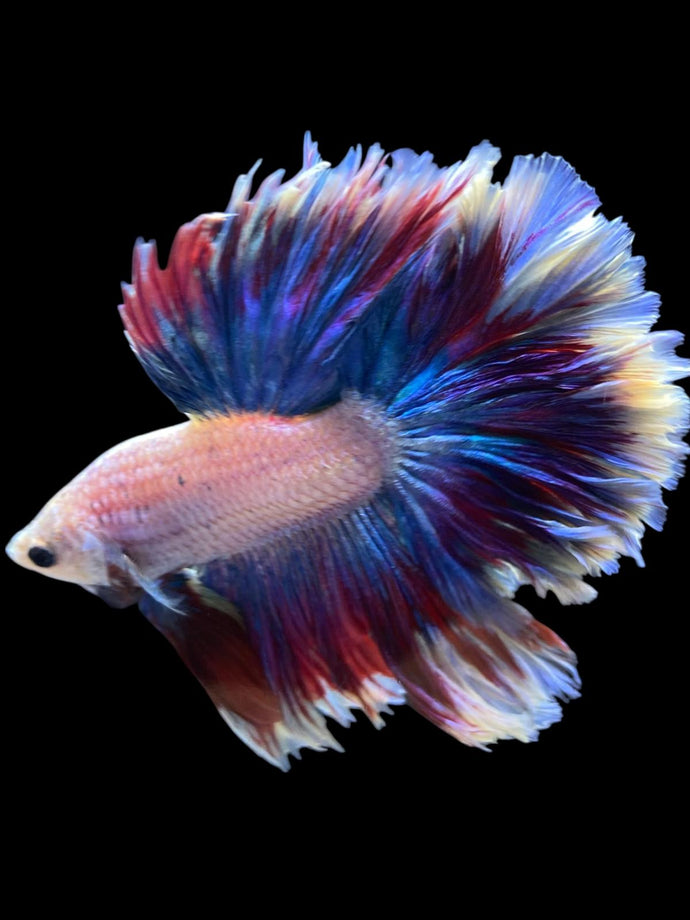 Male Rosetail - Two Tone #2159 - Live Betta Fish