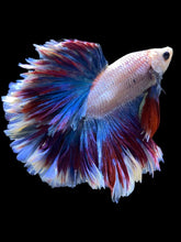 Load image into Gallery viewer, Male Rosetail - Two Tone #2159 - Live Betta Fish

