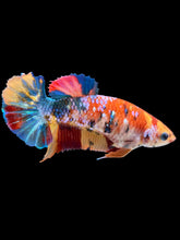 Load image into Gallery viewer, Female Halfmoon Plakat - Multicolor #2160 - Live Betta Fish
