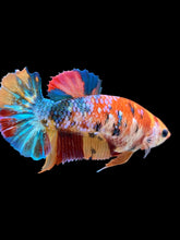 Load image into Gallery viewer, Female Halfmoon Plakat - Multicolor #2160 - Live Betta Fish
