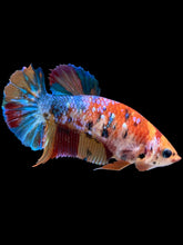 Load image into Gallery viewer, Female Halfmoon Plakat - Multicolor #2160 - Live Betta Fish

