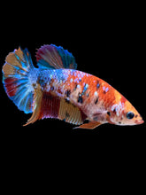 Load image into Gallery viewer, Female Halfmoon Plakat - Multicolor #2160 - Live Betta Fish
