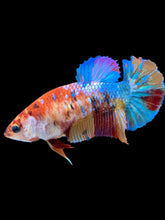 Load image into Gallery viewer, Female Halfmoon Plakat - Multicolor #2160 - Live Betta Fish
