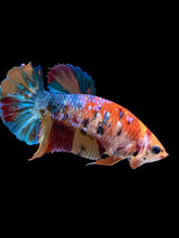 Load image into Gallery viewer, Female Halfmoon Plakat - Multicolor #2160 - Live Betta Fish
