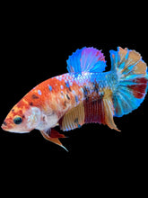 Load image into Gallery viewer, Female Halfmoon Plakat - Multicolor #2160 - Live Betta Fish
